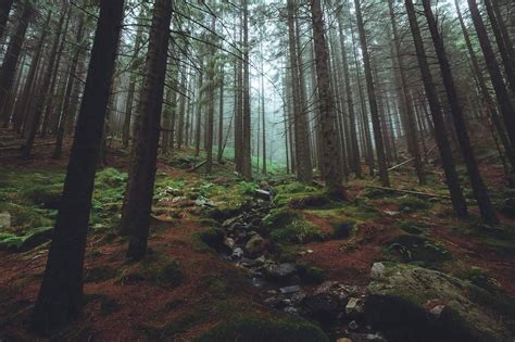 Норвежский лес
 2024.04.26 12:33